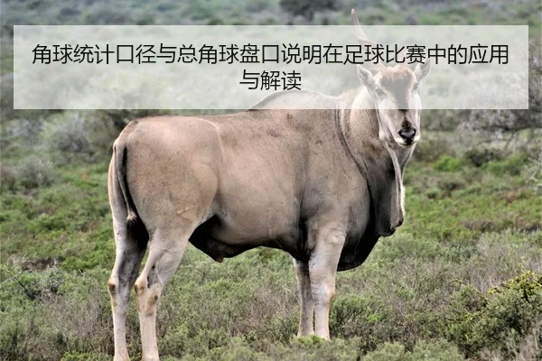 角球统计口径与总角球盘口说明在足球比赛中的应用与解读